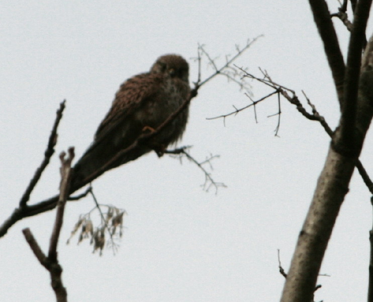 Falco a Villa Ada?